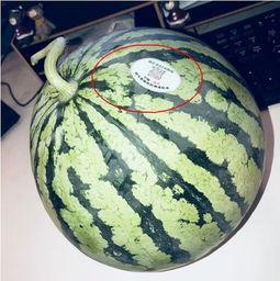 大瓜网红吃瓜,揭秘娱乐圈幕后真相